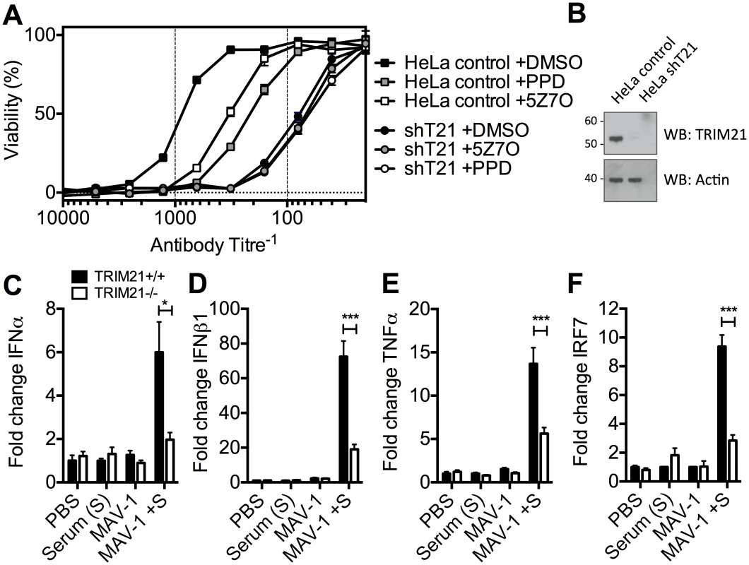 TRIM21-dependent signaling aids control of viral replication, and promotes inflammation <i>in vivo</i>.
