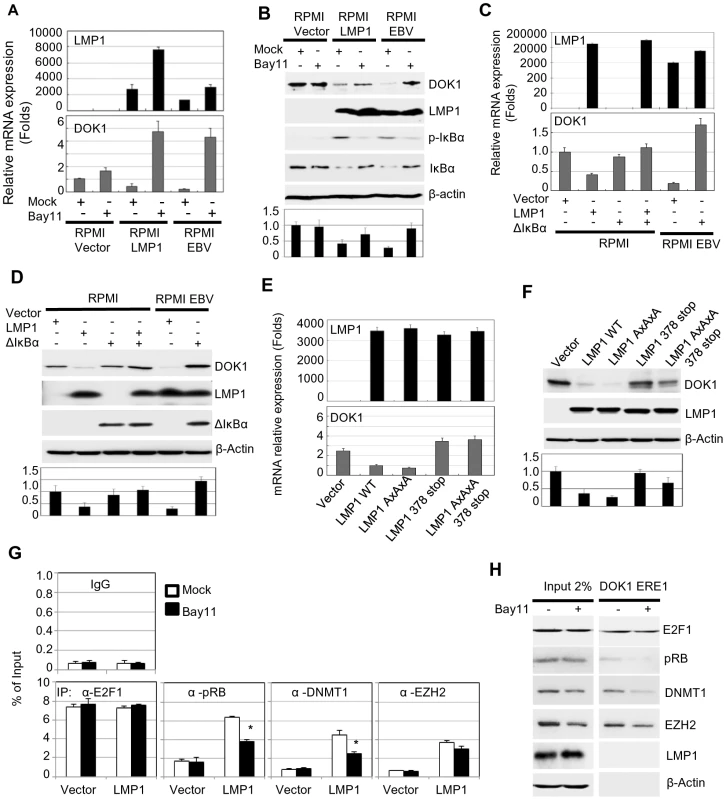 LMP1-mediated NF-κB activation is required for EBV-related <i>DOK1</i> down-regulation.
