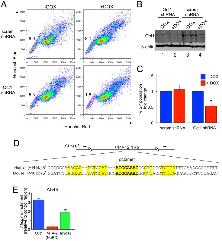 Oct1 RNAi diminishes the side population in A549 cells.