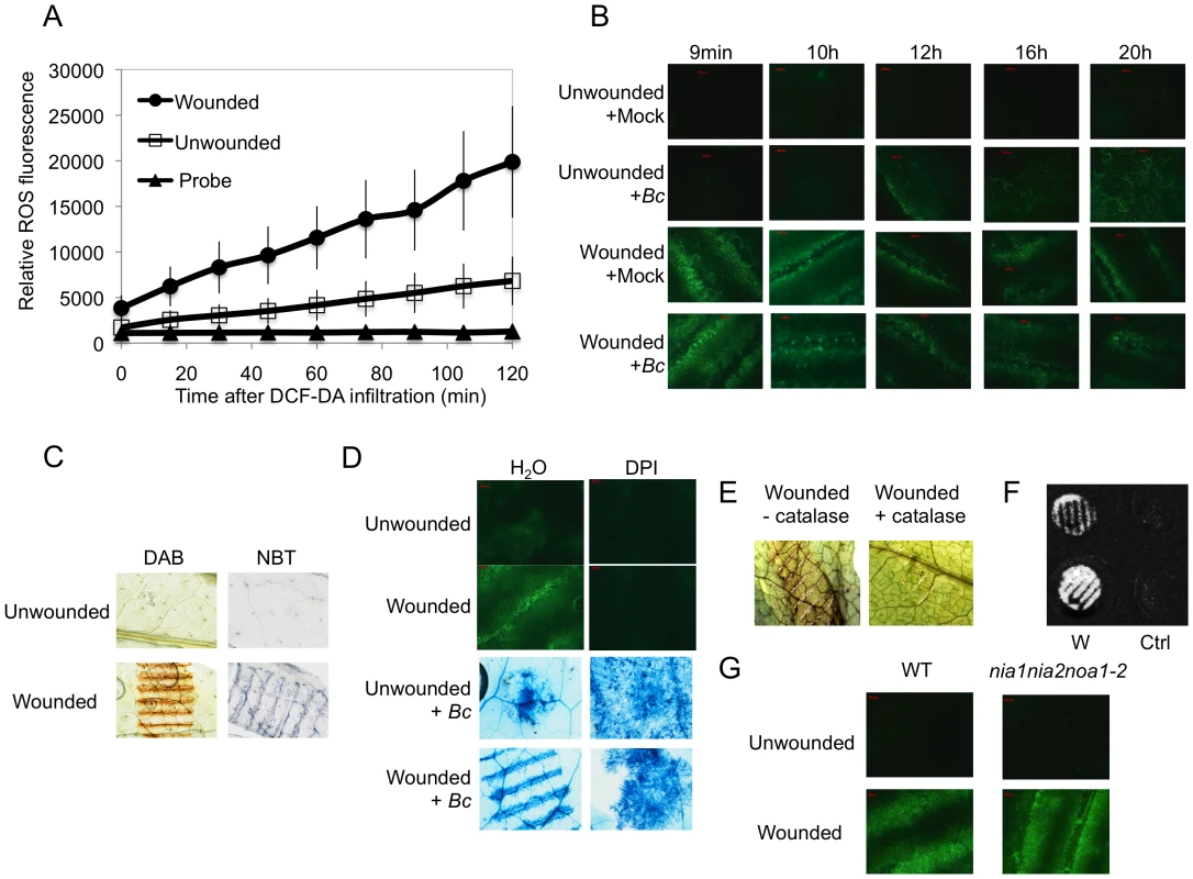 A: ROS production in response to wounding in leaves of <i>A. thaliana.</i>