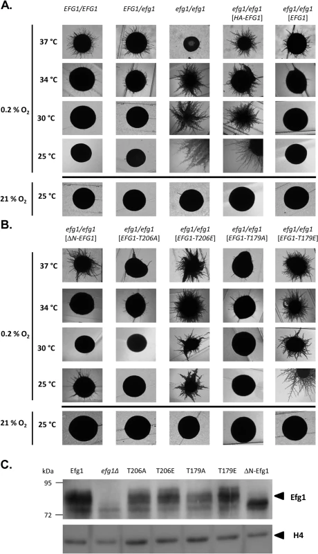 Hypoxia and temperature dependent filamentation regulated by Efg1 variants.