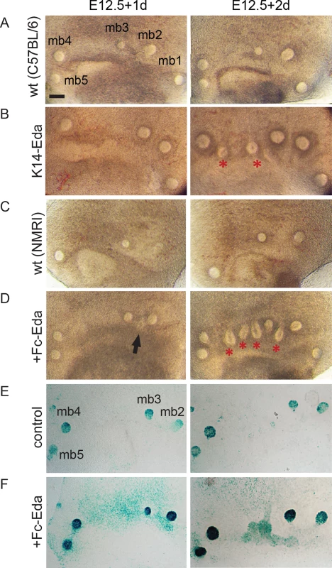 Recombinant Eda protein induces supernumerary mammary placodes and upregulates NF-κB reporter expression ex vivo.