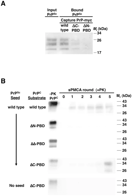 Interaction of wild-type PrP<sup>Sc</sup> with mutant PrP molecules.