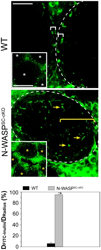 BTB integrity is compromised in testes of N-WASP<sup>SC-cKO</sup> mice.