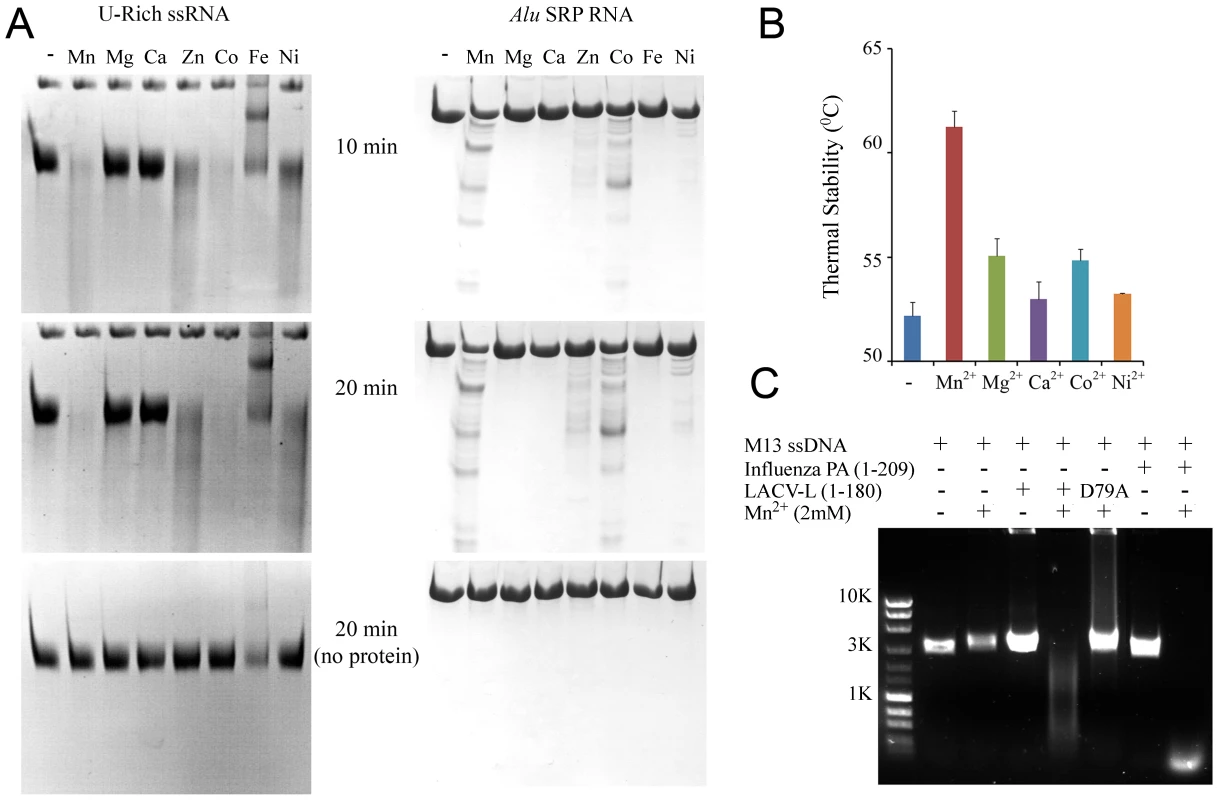 Divalent cation-dependent nuclease activity and thermal stability of LC180.