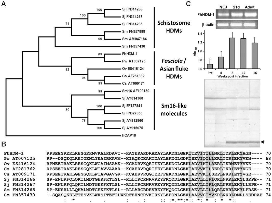 Phylogenetic relationships of the HDMs.