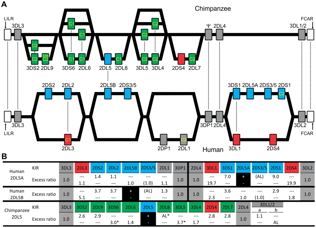 Human and chimpanzee <i>KIR</i> haplotypes differ in their organization and generation of diversity.