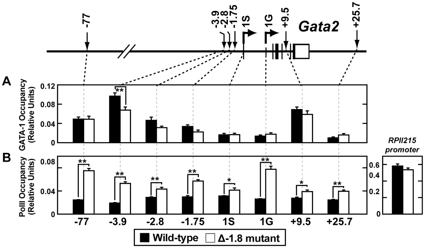 Loss of the −1.8 kb site leads to increased RNA Pol II occupancy of the <i>Gata2</i> locus.