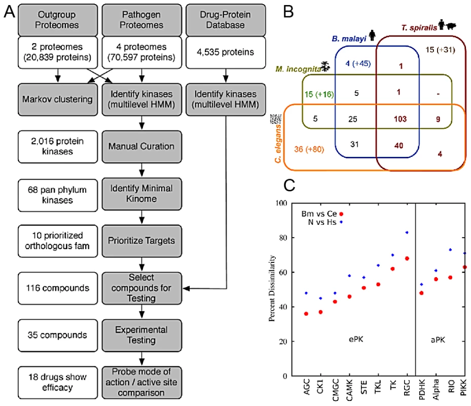 Methodology and pan-phylum kinome characteristics.