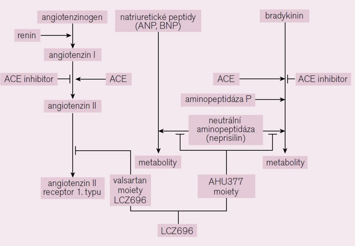 Schéma působení LCZ 696 [6].