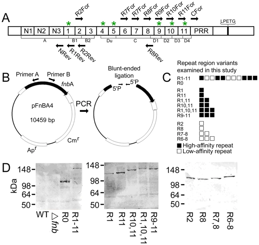 Construction of FnBPA variants containing various repeats.