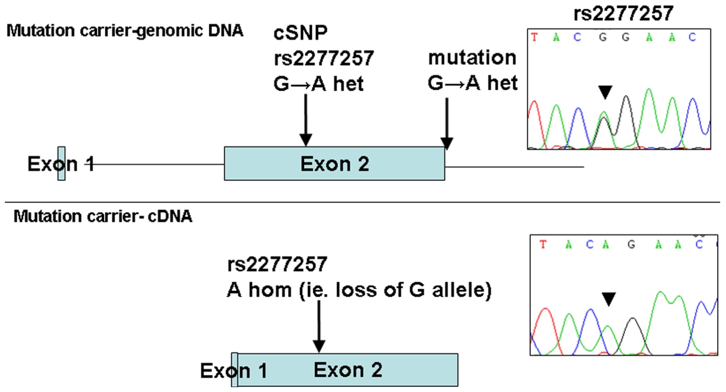 Loss of expression of mutant allele due to IVS2+1 G>A splice-site mutation identified in family 1.