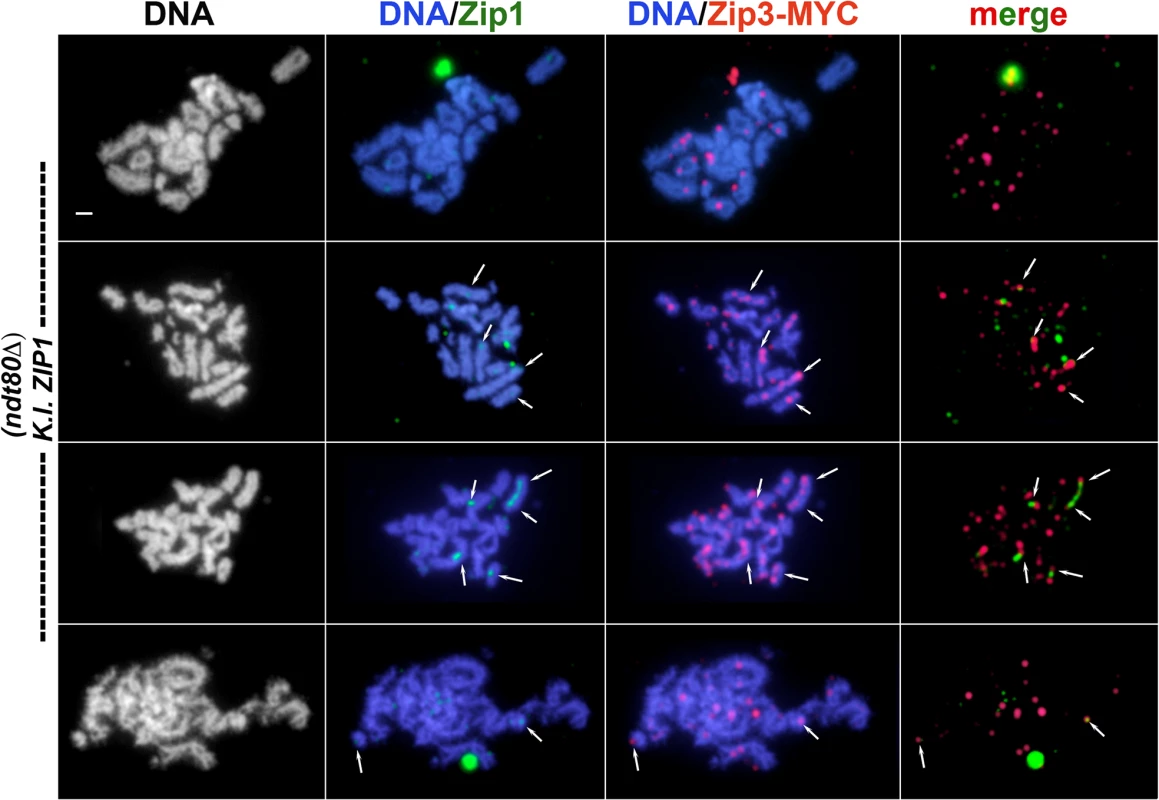 Relative distribution of Zip3-MYC and <i>K</i>. <i>l</i>. Zip1 on meiotic chromosomes in <i>K</i>. <i>l</i>. <i>ZIP1</i>-expressing cells.