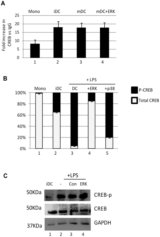 The binding of phosphorylated CREB to the MIEP correlates with reactivation.