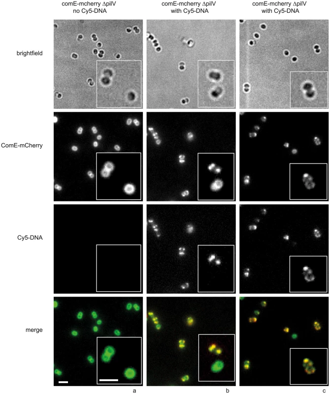 ComE-mCherry colocalizes with the spotty pattern of Cy5-DNA.