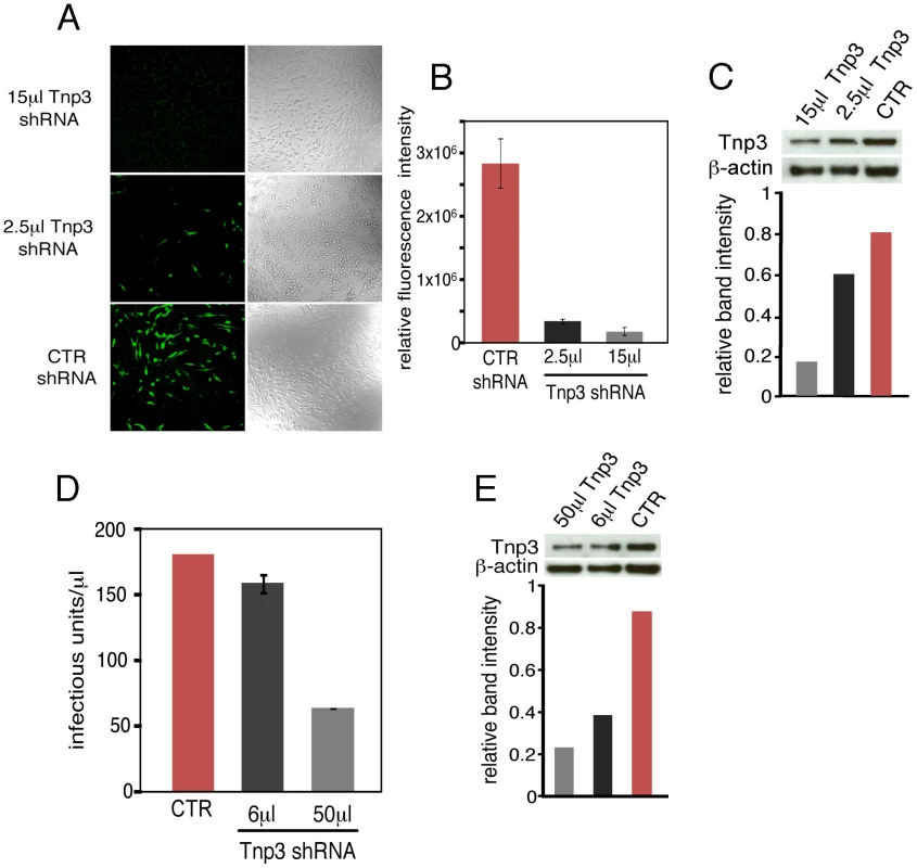 Tnp3 supports HIV-1 infection in human macrophages.