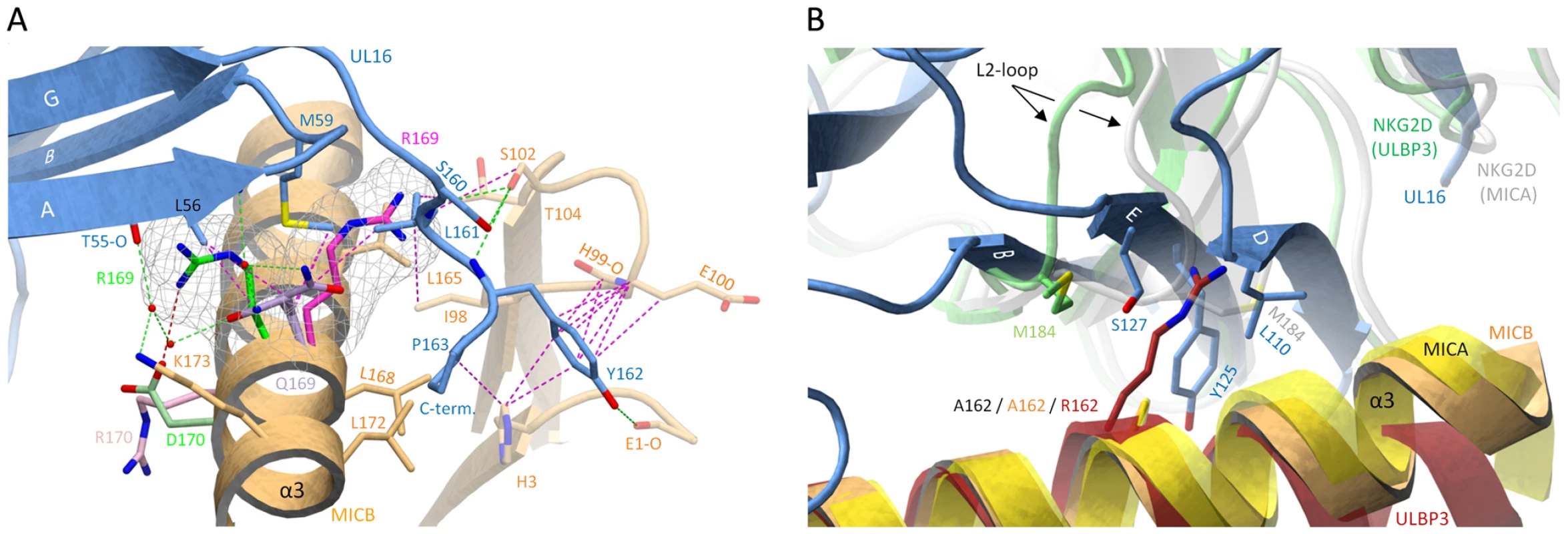 Selectivity of NKG2D ligand binding by UL16.