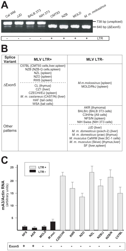 mA3 splicing patterns and expression levels in mouse strains and <i>M. musculus</i> subspecies.
