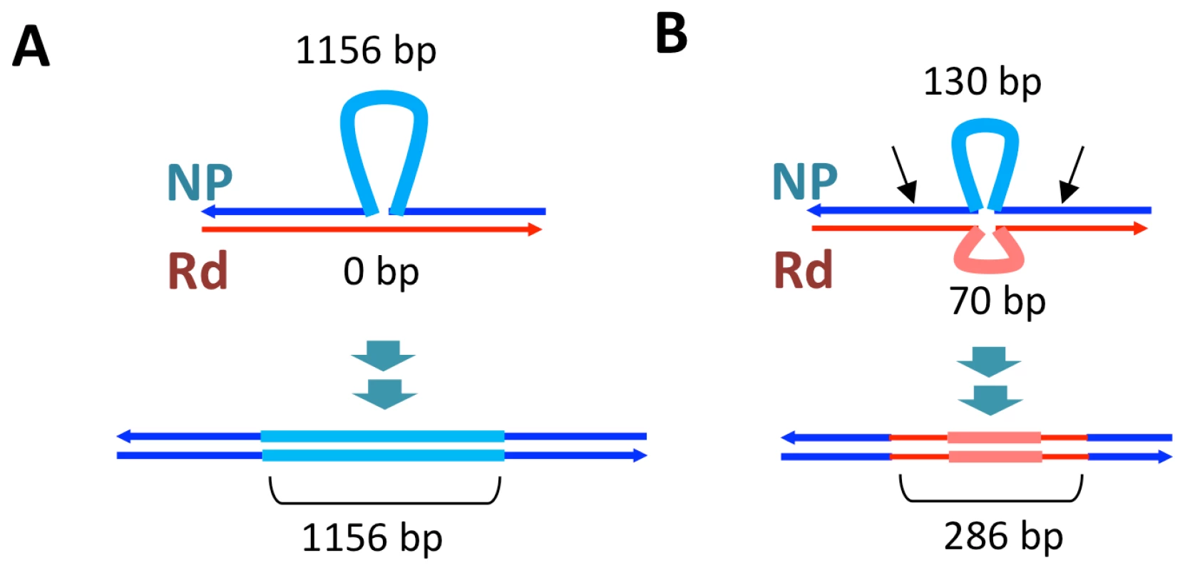 Transformation at structural variation.