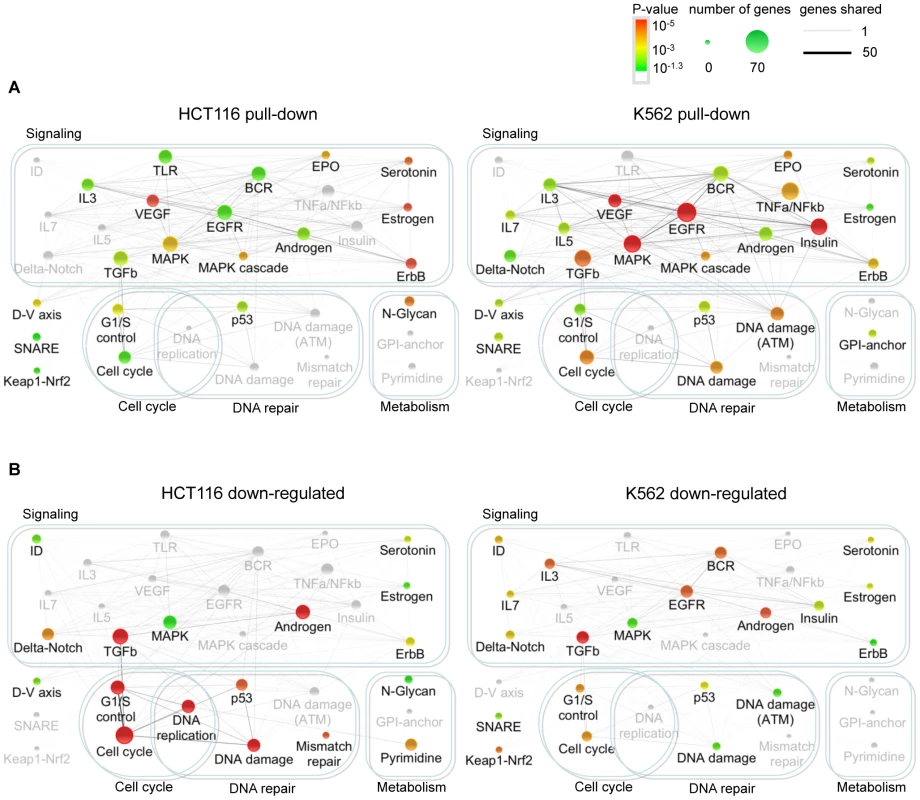 Genes in the Bi-miR-34a pull-down or down-regulated by miR-34a over-expression are enriched in growth factor signaling, cell cycle progression, and DNA repair pathways.