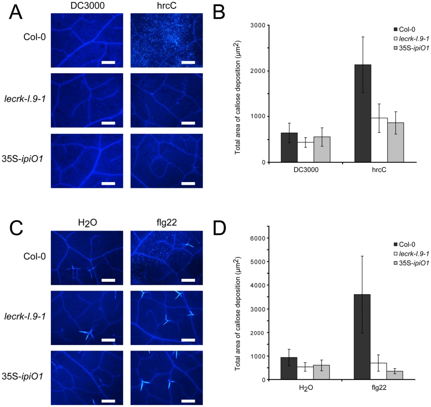 Pathogen- and MAMP-triggered callose deposition is reduced in <i>lecrk-I.9</i> and 35S-<i>ipiO1</i> lines.