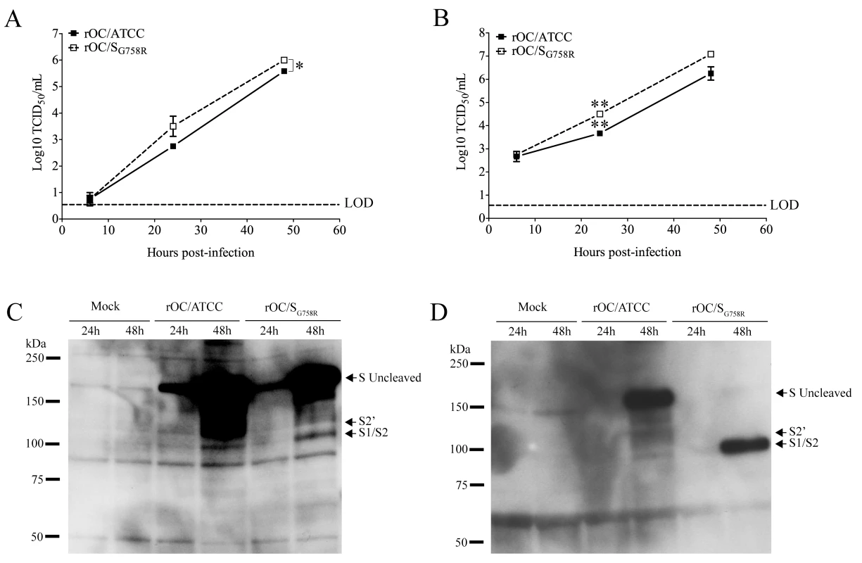 Cleavage of S glycoprotein is also observed in human LA-N-5 cells for mutant virus.