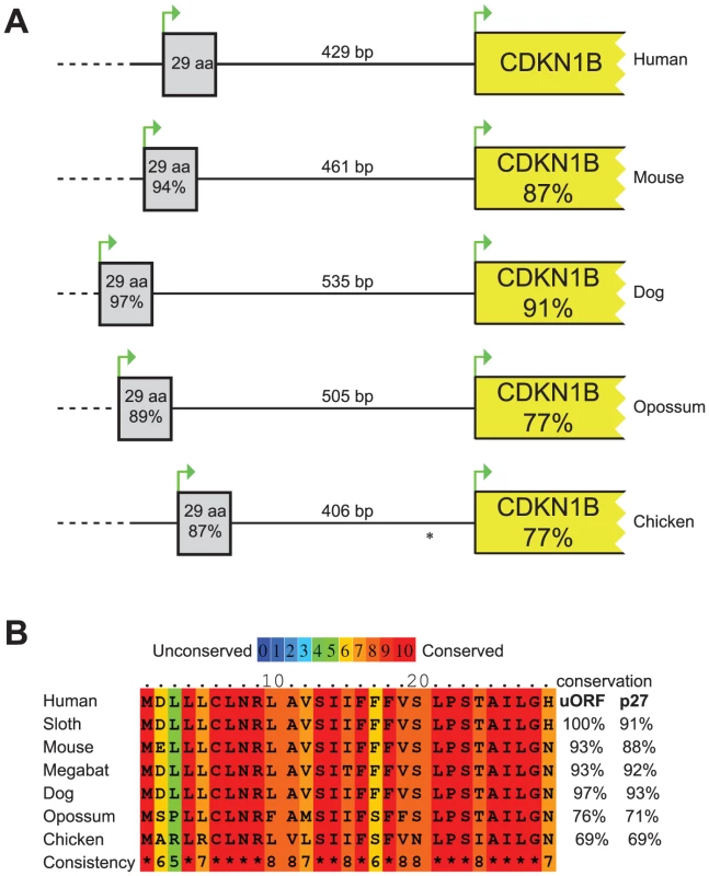 Comparison of the <i>CDKN1B</i> gene among species.