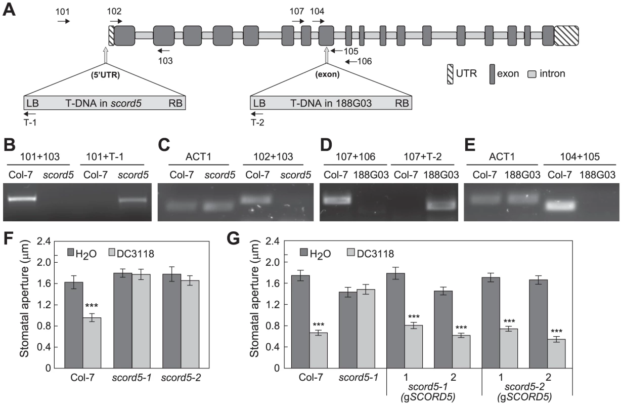 Characterization of <i>SCORD5</i> (At1g64550).