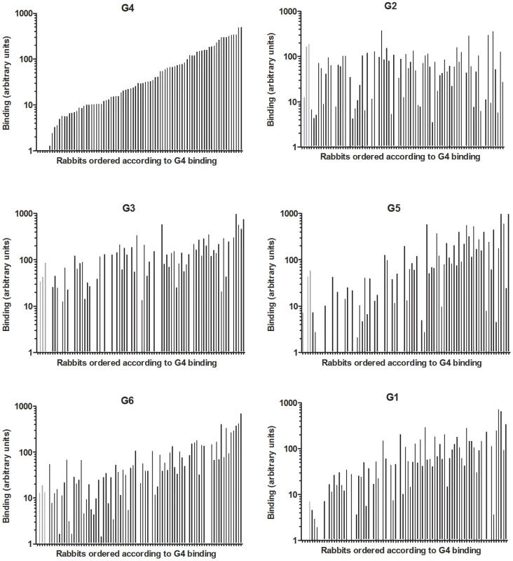 Binding of 6 RHDV strains to rabbit duodenum.