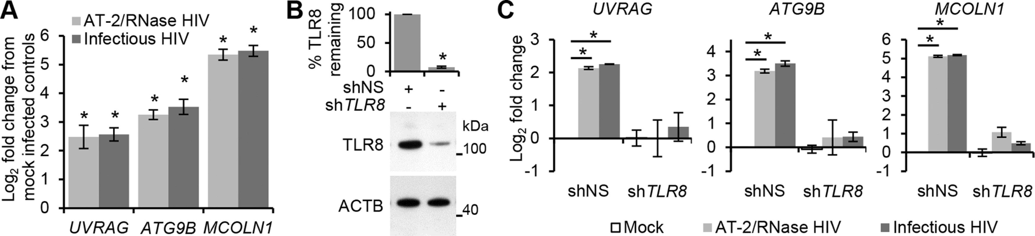 HIV-mediated autophagy and lysosomal gene expression is dependent upon TFEB.