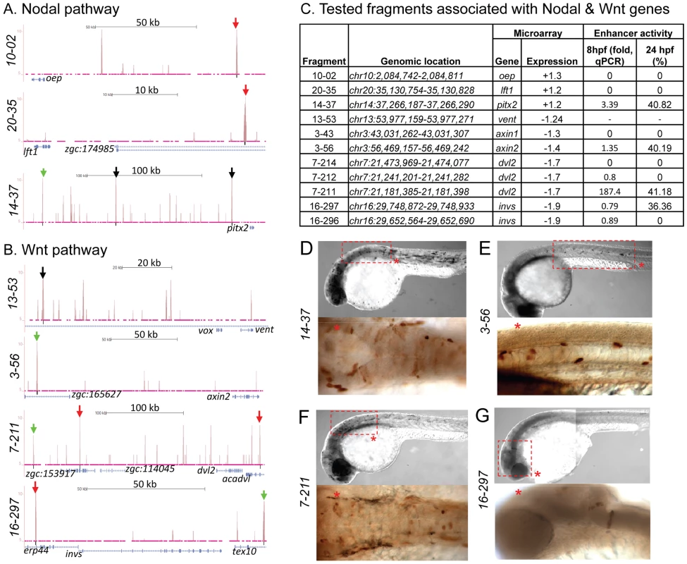 Zic3 binding sites associated with genes from the Nodal and Wnt pathway genes.