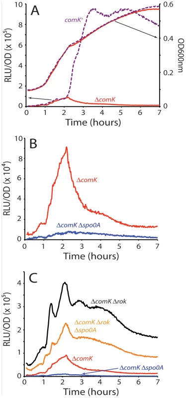 Transcription rates from the <i>comK</i> promoter.