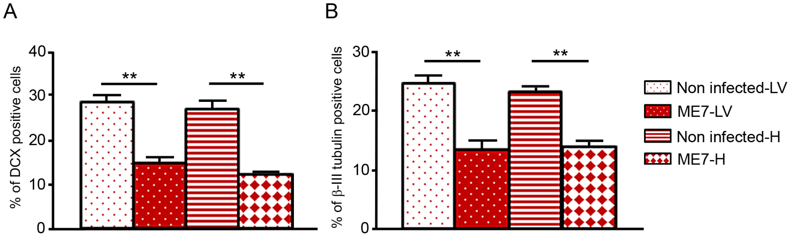 Prion infection and replication during differentiation impairs neural differentiation.