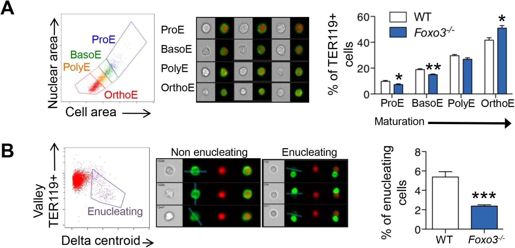 Defective <i>Foxo3</i><sup><i>-/-</i></sup> terminal erythroblast maturation.