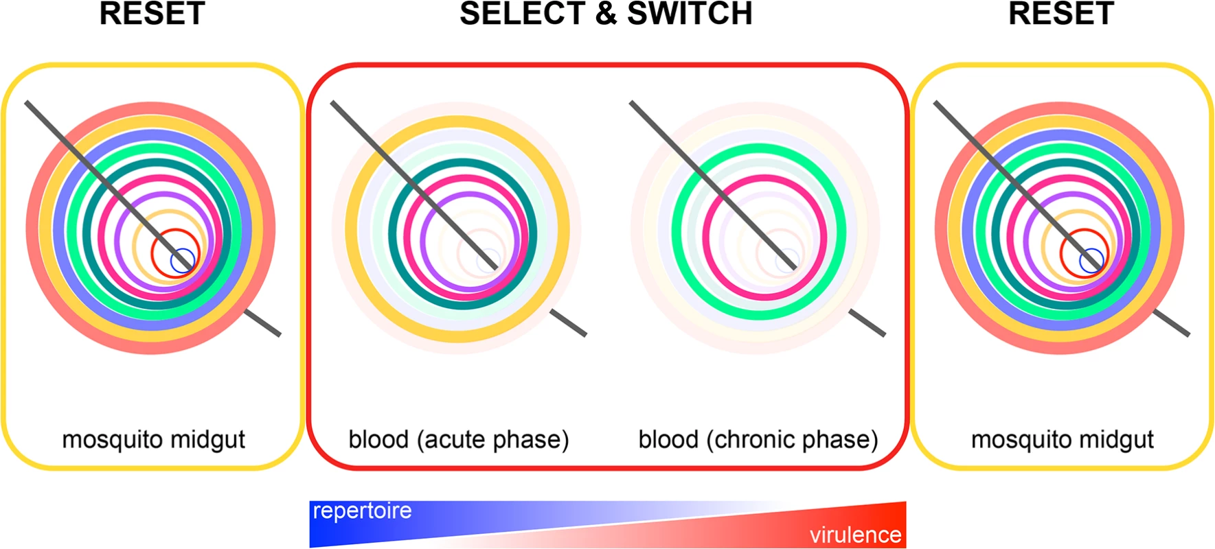 Epigenetic reprogramming of <i>Plasmodium</i> within the mosquito.
