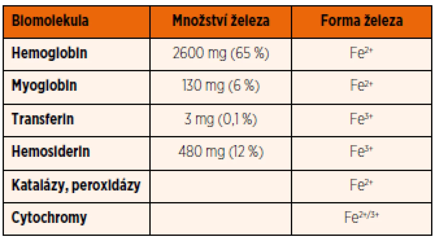 Přehled množství železa vázaného na jednotlivé biomolekuly u dospělého člověka a výskyt jeho dvoj/trojmocné formy.