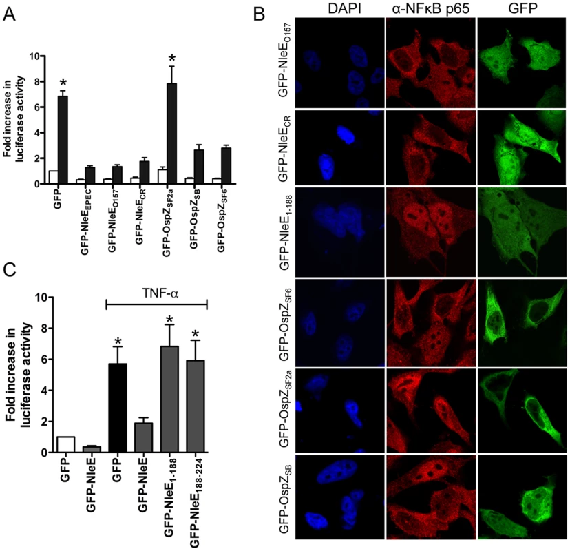 Effect of NleE and OspZ homologues on NF-κB activation.