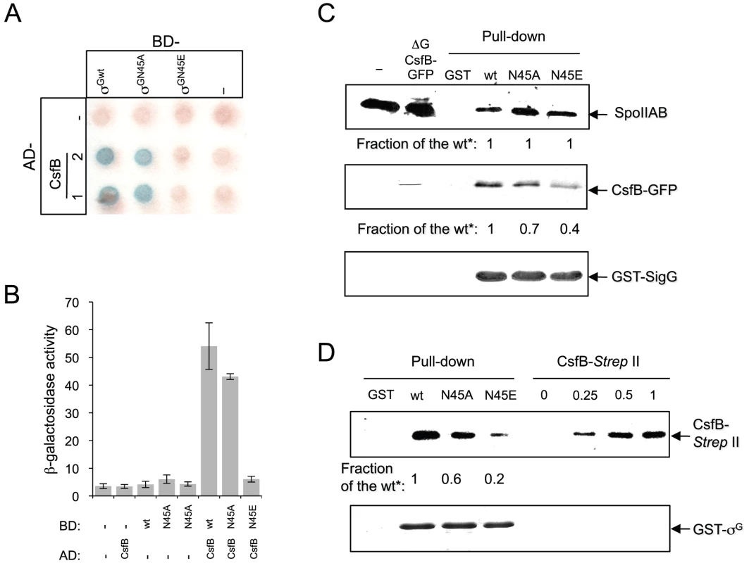 Interactions of SpoIIAB and CsfB with σ<sup>G</sup>, σ<sup>GN45A</sup>, and σ<sup>GN45E</sup>.