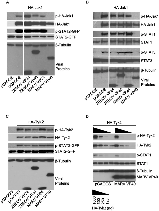 Jak1 phosphorylation is inhibited by MARV VP40.