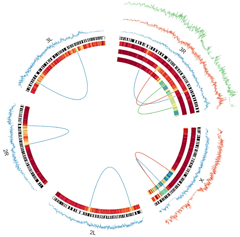 Windowed π among inverted chromosomes (tracks on the outside), and <i>F</i><sub>ST</sub> between inverted and standard arrangments (expressed as a heatmap on the inside) for each inversion studied as a part of this project.