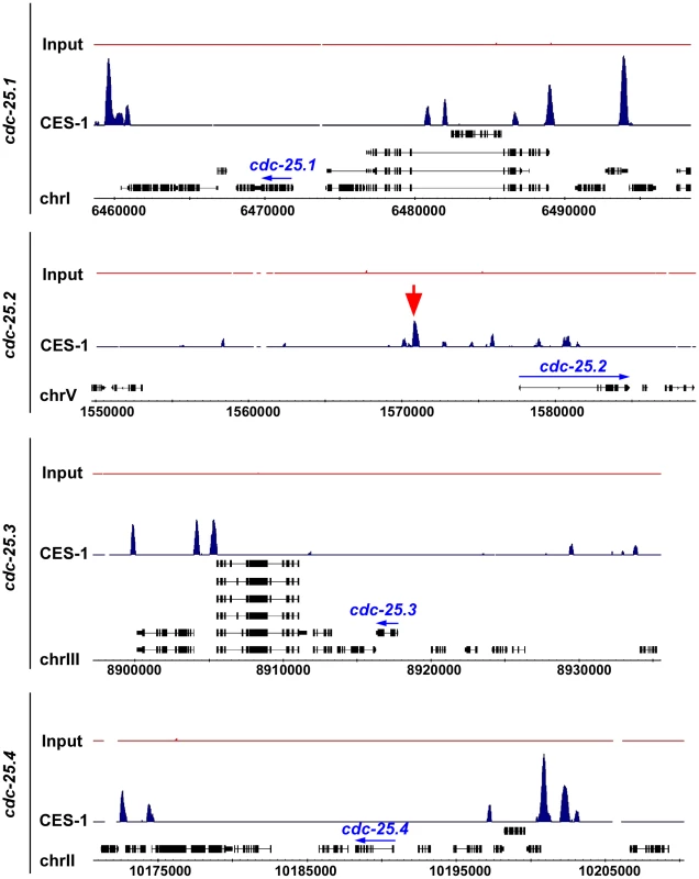 CES-1 binds to an upstream region of the <i>cdc-25.2</i> locus.