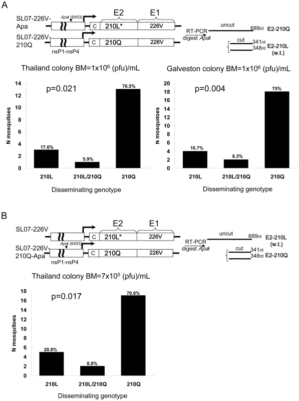 Effect of the E2-L210Q substitution on dissemination of CHIKV in <i>A. albopictus</i> mosquitoes (Galveston and Thailand colonies).