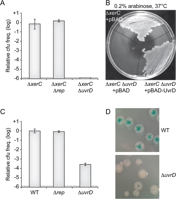 Replication of CTXϕ depends on UvrD.