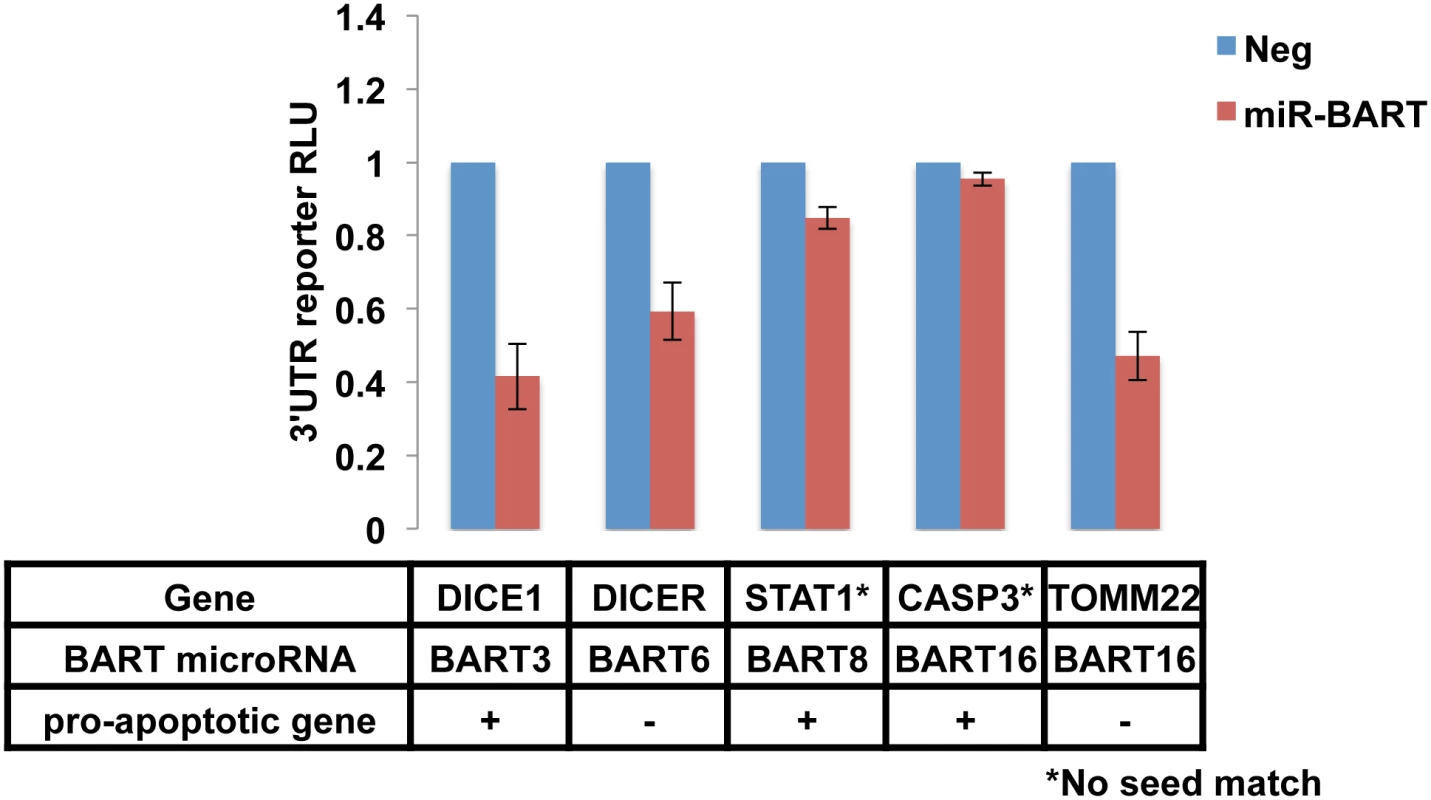 Published targets of miR-BARTs do not fully explain an anti-apoptotic phenotype.