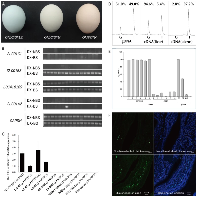 The eggshell color and the expression of <i>SLCO1B3</i> in the uterus of blue-shelled and non-blue-shelled chickens.