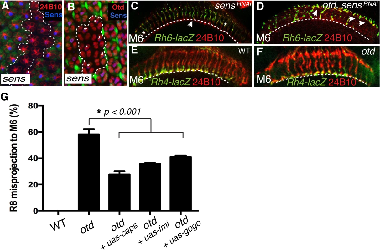 <i>otd</i> and <i>sens</i> are required for R8 synaptic layer targeting.