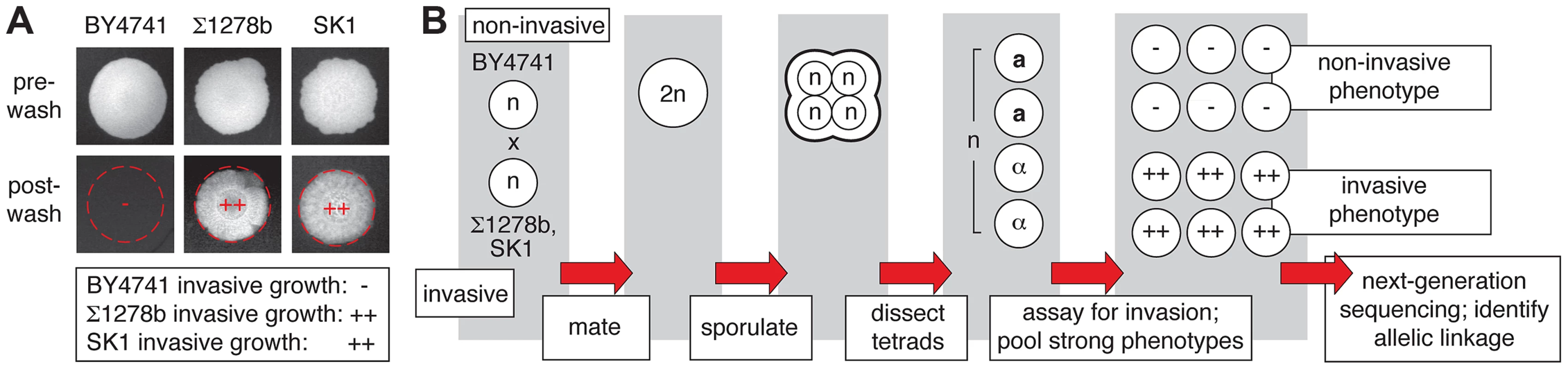 Overview of pooled segregant analysis to identify linkage with invasive growth phenotypes.