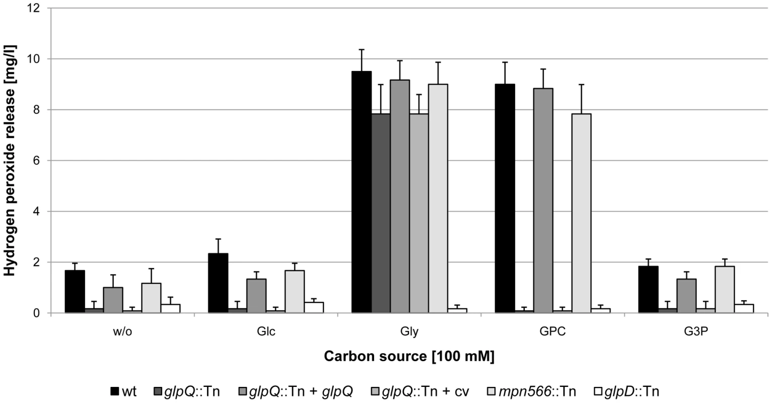 Examination of <i>M. pneumoniae</i> hydrogen peroxide release.