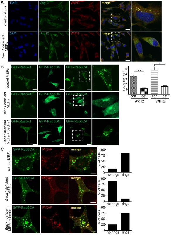 Autophagosome formation and endosomal expansion caused by constitutively active Rab5 and endocytosis are disrupted in <i>Becn1</i> deficient MEFs.