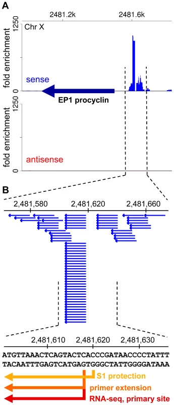 A library enriched for 5′-triphosphate ends accurately captures <i>bona fide</i> transcription start sites.